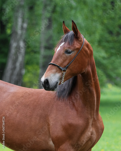 Portrait of a beautiful chestnut horse looks back on natural green summer background, head closeup