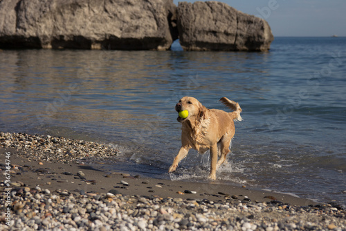 Dog on the beach runs with a ball in his mouth