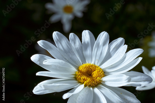 Close-up chamomile daisy flower with yellow nectar. Macro effect photo
