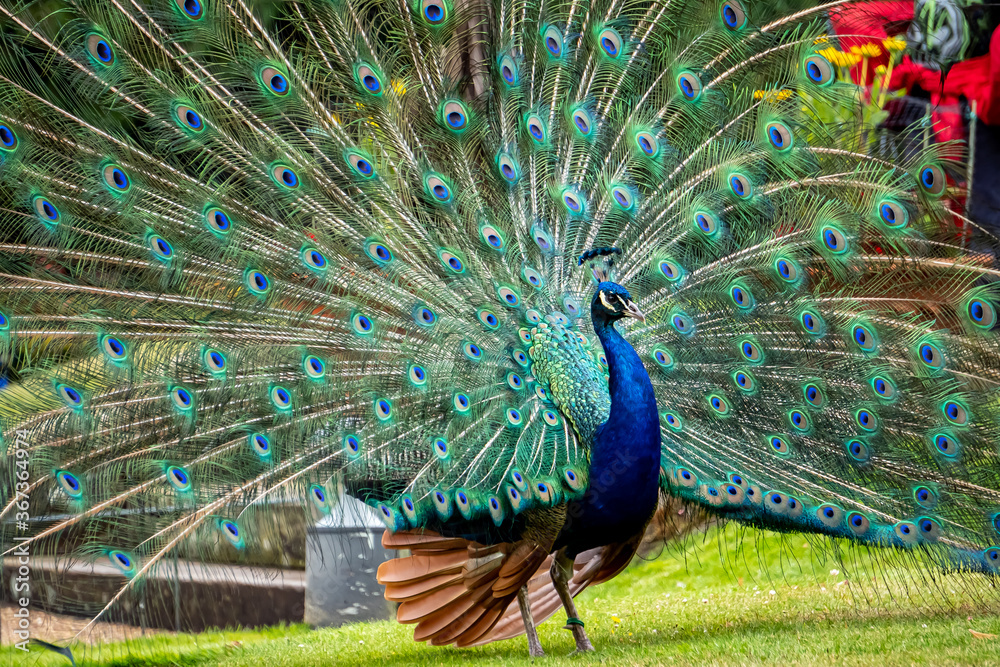 Obraz premium Peacock mating display.