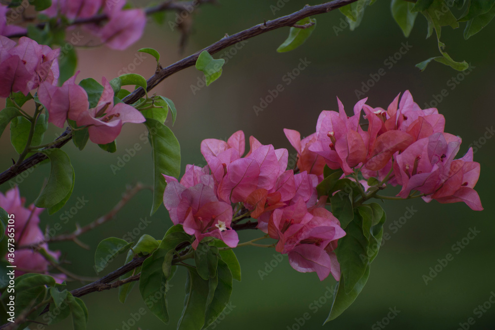 Obraz premium boganvalliya 