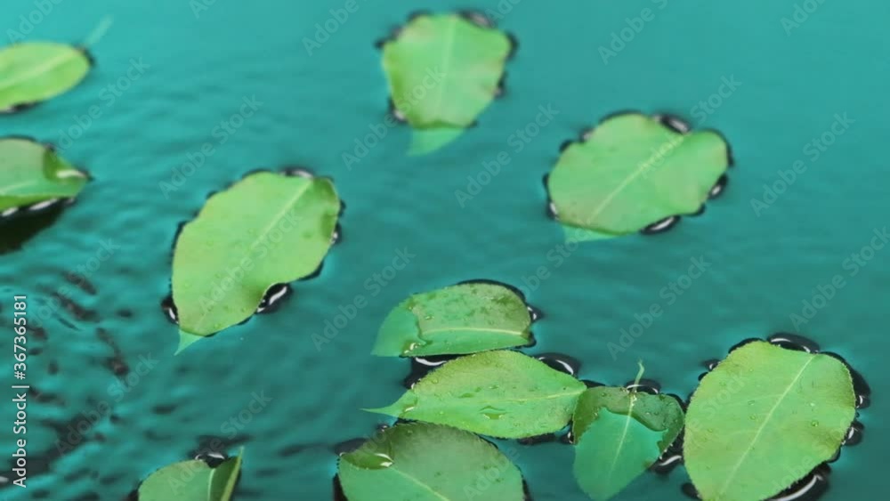 Slow motion. Fall of the drops of rain on a green leaves floating in water. Slow motion. Fall of the drops of rain on a green leaves floating in water.