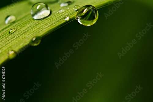 drops of morning dew on the grass close-up