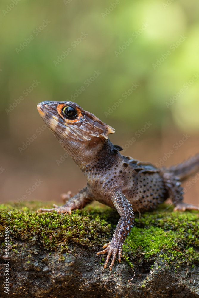 Fototapeta premium Crocodile skink