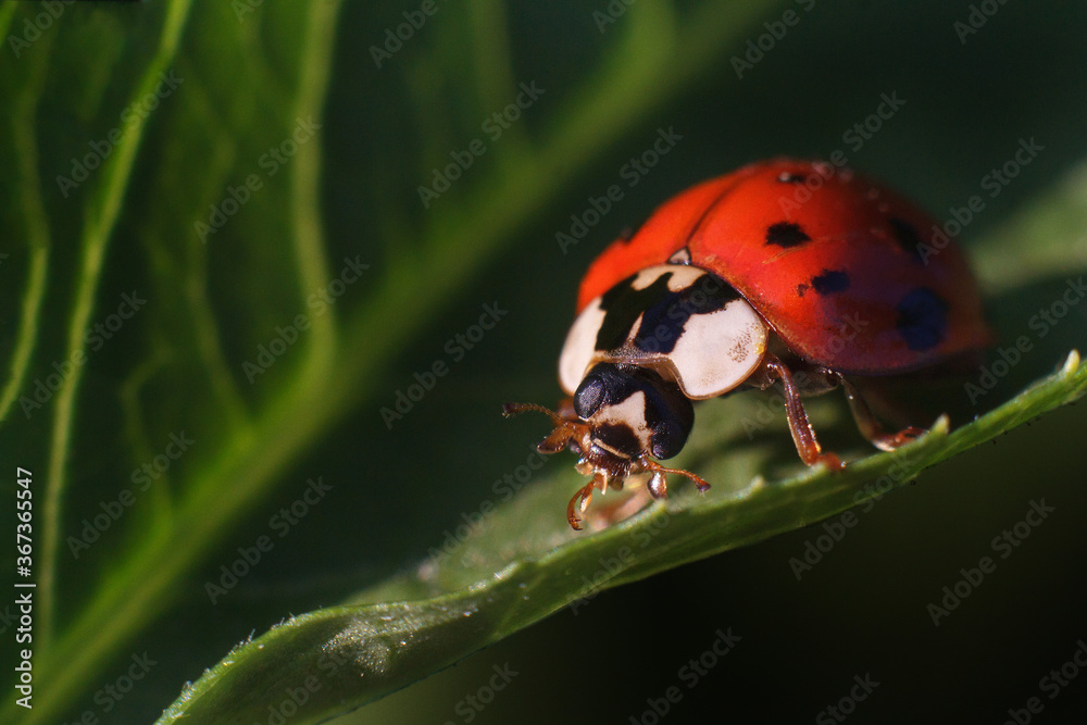hip on a leaf, ladybug on a leaf, ladybug, beetle on a leaf