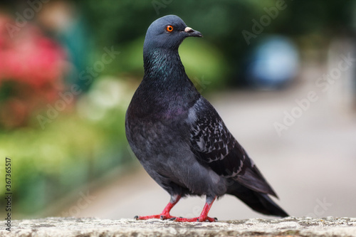 pigeon, bird close-up, beautiful dove © Taras