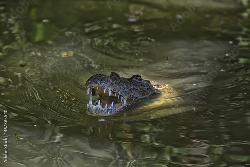 wild crocodile in the river, alligator in the swamp, wildlife predator head