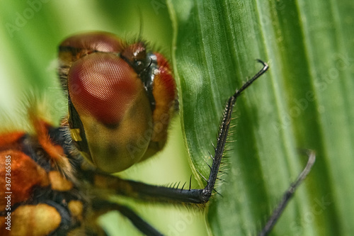 dragonfly close-up, dragonfly in leaf, macro photo of dragonfly, close-up eyes, faceted eyes © Taras