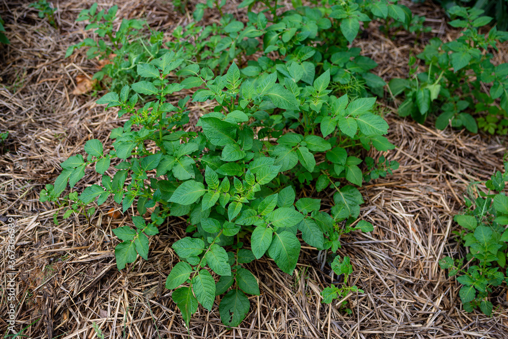 Obraz premium Potato plants growing in straw