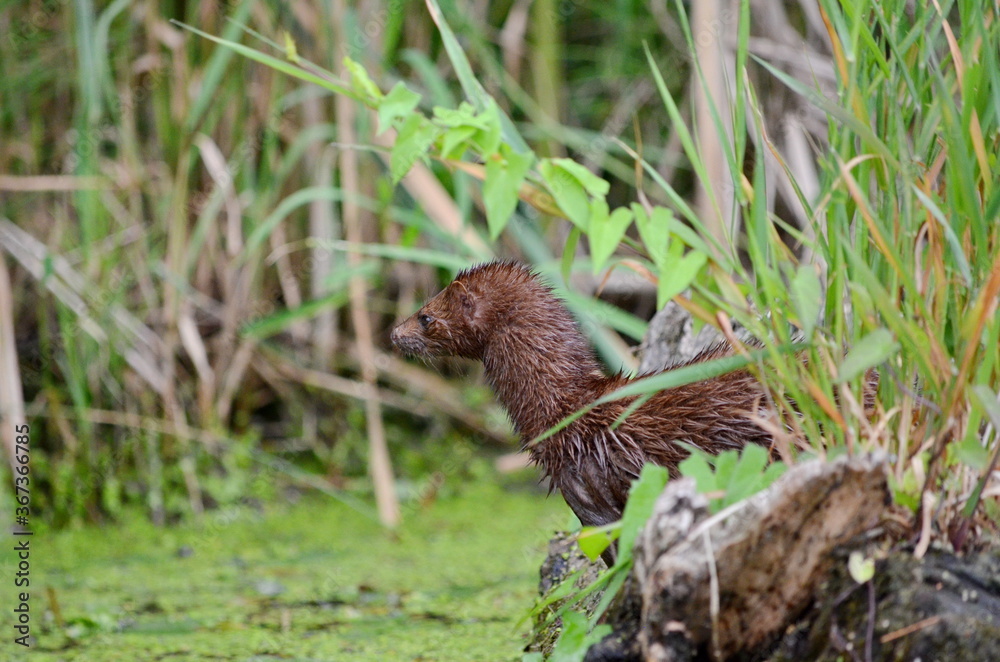 A wild American mink in a swamp in Ontario, Canada. A wild American mink in a swamp in Ontario, Canada.