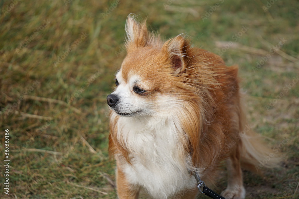 Cute small chihuahua dog Cute small chihuahua dog