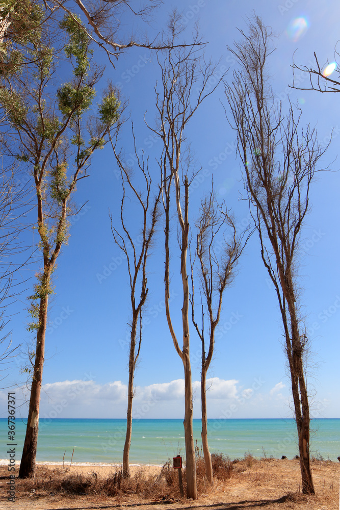 Spiaggia immersa tra gli alberi di una pineta