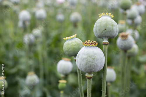 blooming poppies in a field with poppies heads detail
