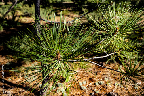long pine needles on branches of small young pine tree in forest