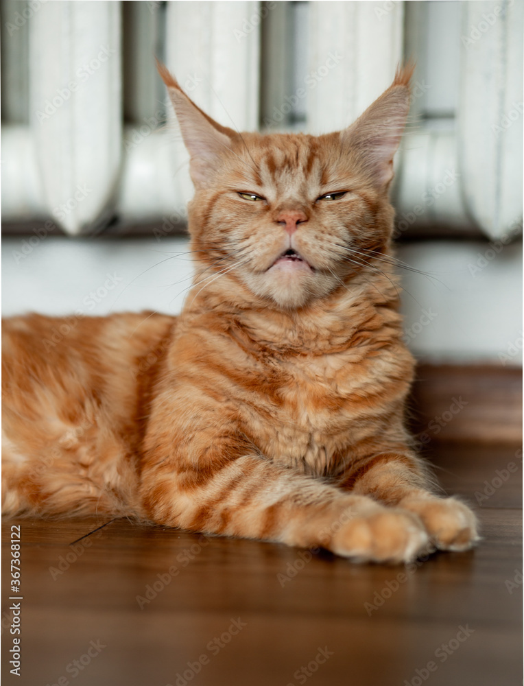 Beautiful fluffy  orange maine coon cat calm lying. Closeup