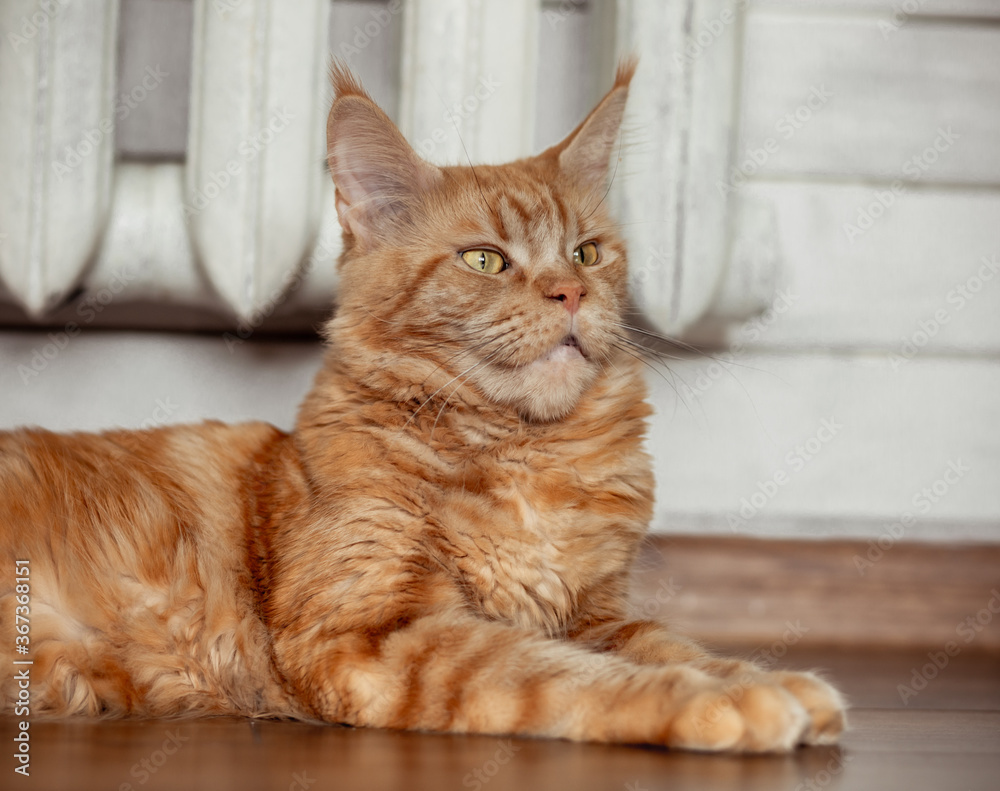 Beautiful fluffy  orange maine coon cat calm lying. Closeup