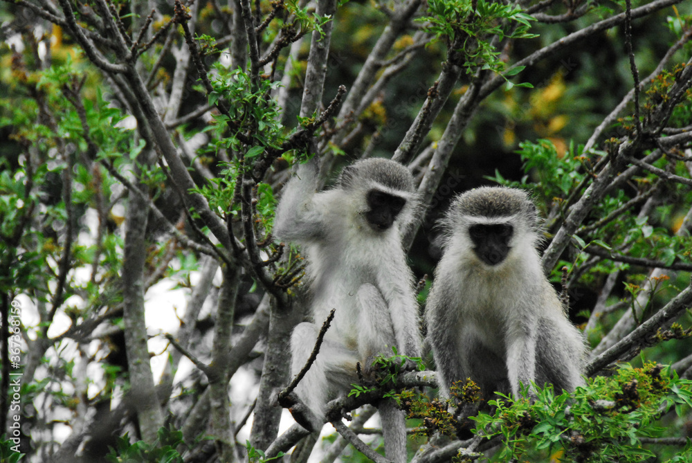 Africa- Close Up of Two Wild Vervet Monkeys Feeding on Flowers