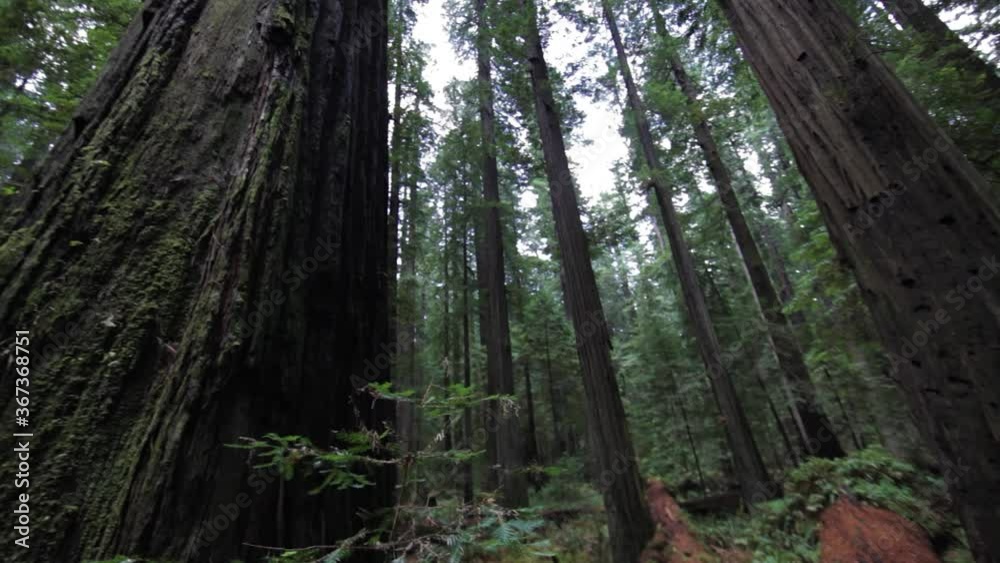 Follow Shot Up View Of Redwood Trees. Low Angle Follow Shot Up View Of Redwood Trees. Low Angle