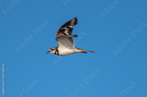 Killdeer (Charadrius vociferus) in Flight