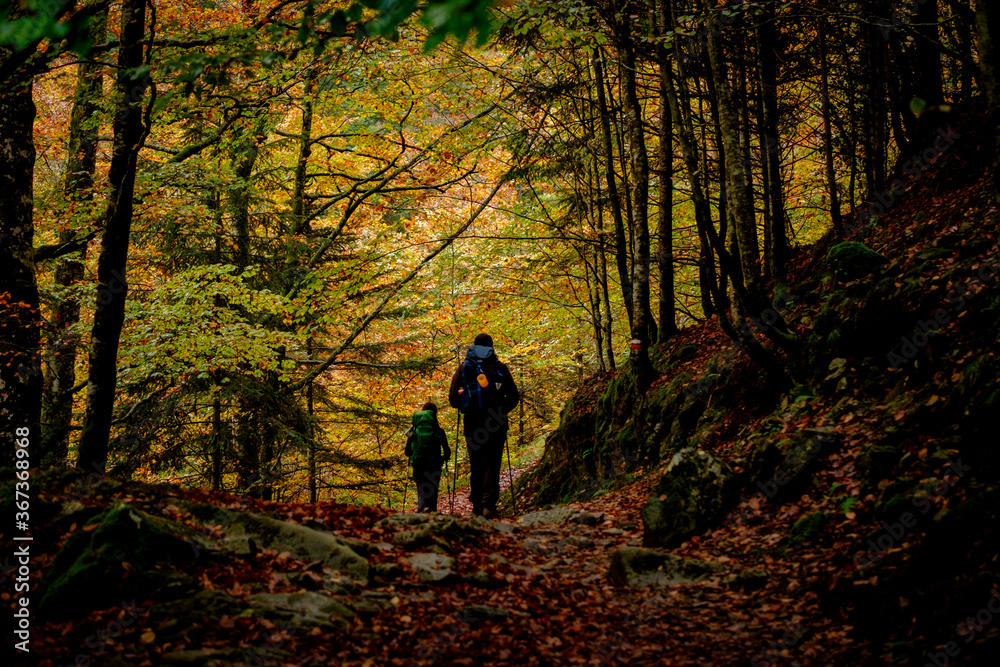 bosque de Bordes, valle de Valier -Riberot-, Parque Natural Regional de los Pirineos de Ariège, cordillera de los Pirineos, Francia