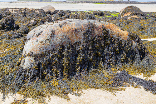 the beach of the dunes of Sainte Marguerite, in Brittany photo