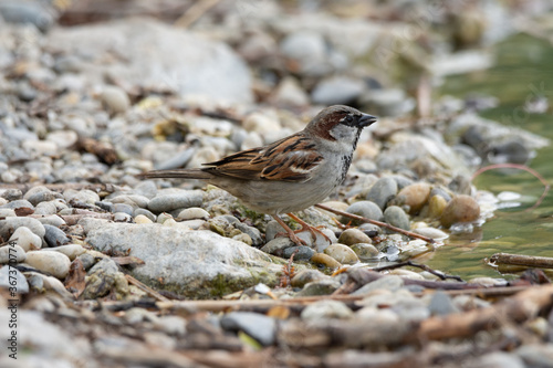 Small sparrow bird by the lake