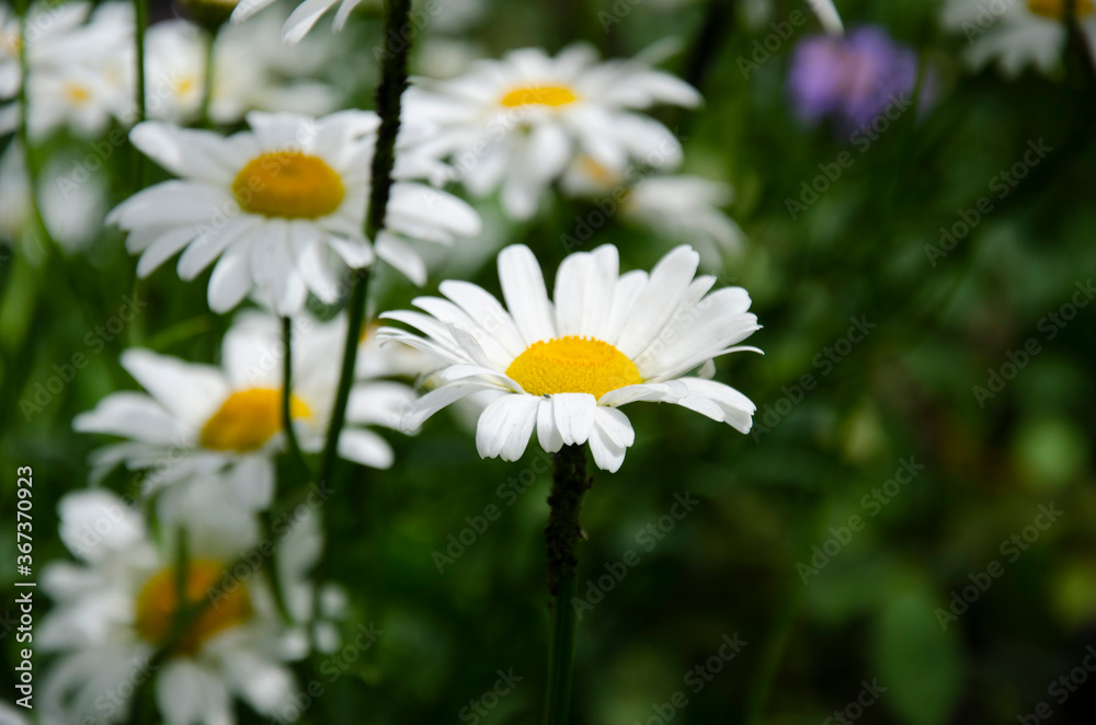 Green Nature Background. Field of daisy flowers and green grass. Green Nature Background. Field of daisy flowers and green grass.