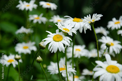 Green Nature Background. Field of daisy flowers and green grass.