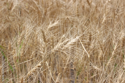 Detail of wheat