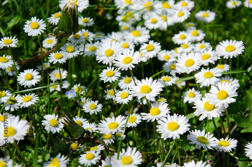 Green Nature Background. Field of daisy flowers and green grass.