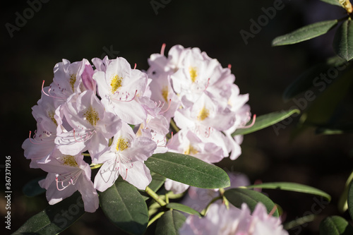 The white rhododendron flowering with pale pink and white flowers in the sunny day with black background