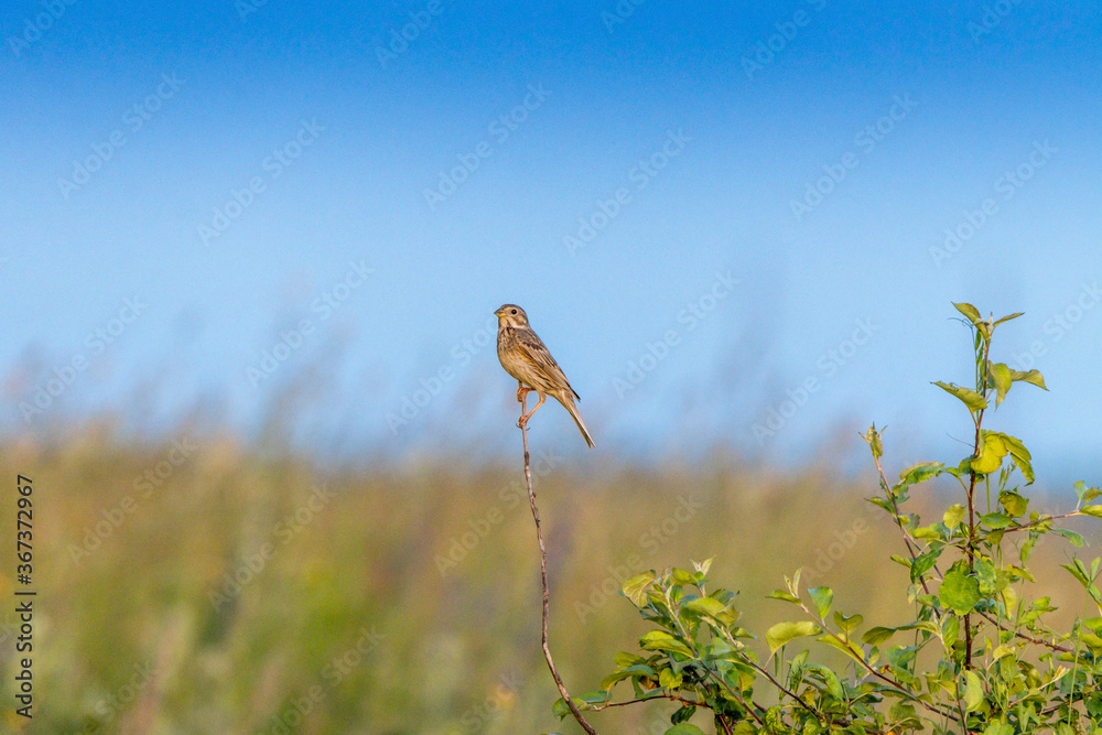 Corn Bunting (Emberiza calandra). Russia Corn Bunting (Emberiza calandra). Russia