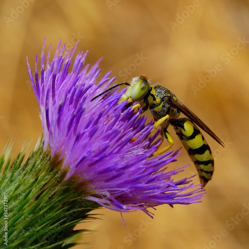 Sand Wasp nectaring on thistle blossom photo