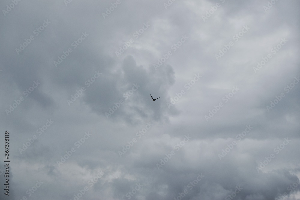 texture of a stormy gray-blue sky with a flying bird. the concept of dramatic sky texture of a stormy gray-blue sky with a flying bird. the concept of dramatic sky