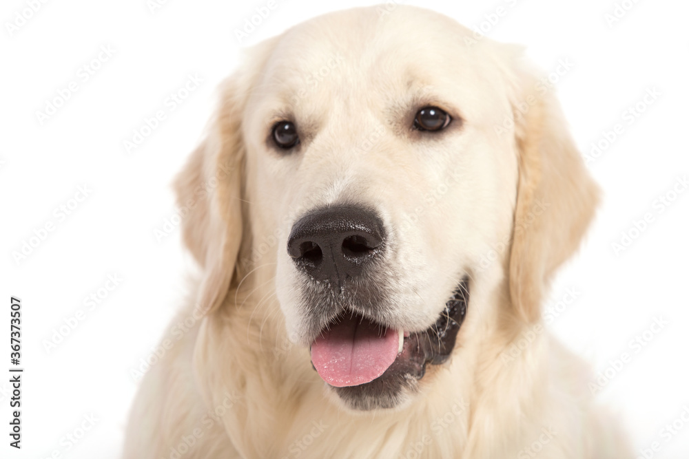 Portrait of Golden retriever on a white background. Portrait of Golden retriever on a white background.