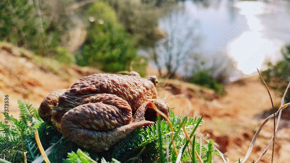 Big frog on a cliff in front of water Big frog on a cliff in front of water