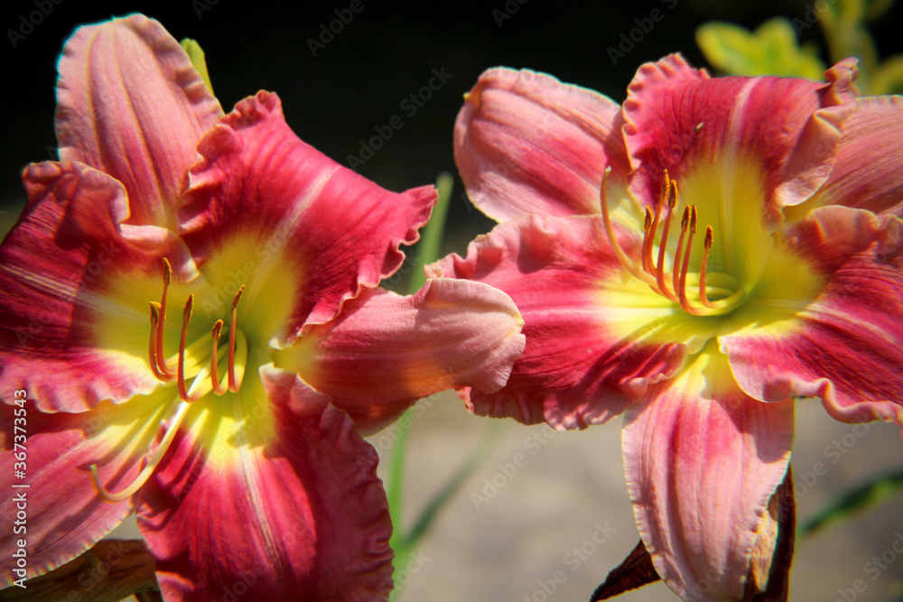 Fototapeta premium Double Pink & Yellow Lily