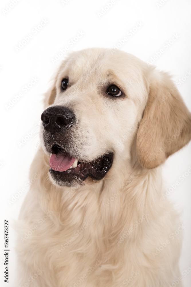 Portrait of Golden retriever on a white background. Portrait of Golden retriever on a white background.
