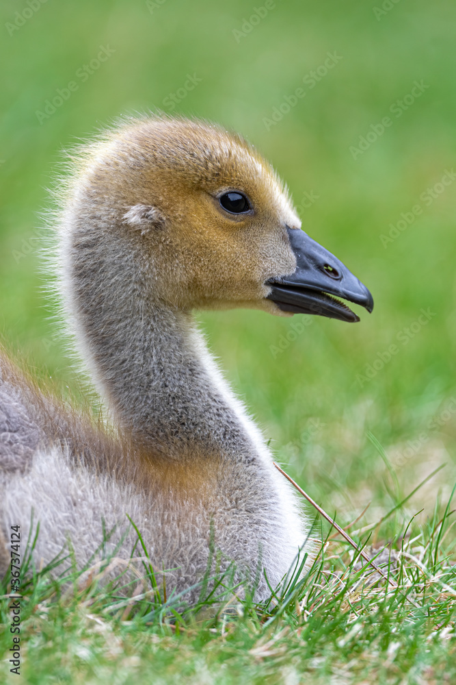 Fototapeta premium Portrait of Young Canada Goose (Branta canadensis)