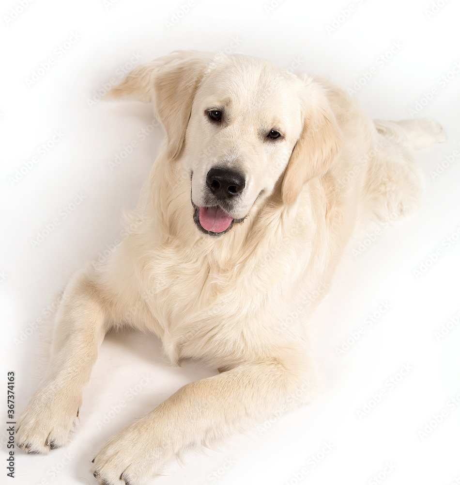 Golden retriever dog lies on a white background. Golden retriever dog lies on a white background.