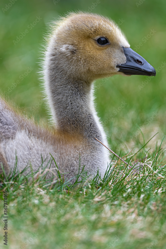 Portrait of Young Canada Goose (Branta canadensis) Portrait of Young Canada Goose (Branta canadensis)