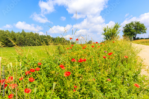 Red poppy flowers along rural road with green farming fields near Krutyn village  Masurian Lakes  Poland