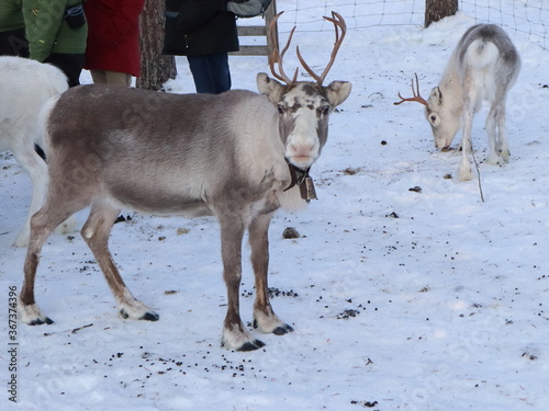 Reindeer in the woods in Lapland  Sweden