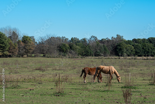 Polo, training with horses © fforriol