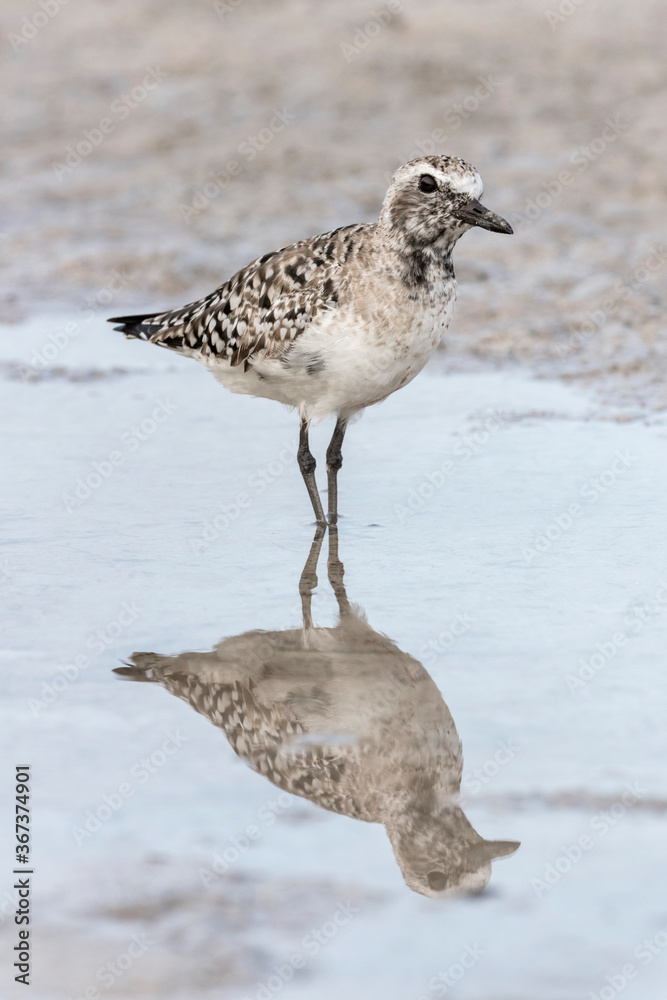 Obraz premium Black bellied Plover