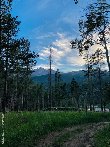 trees in the forest