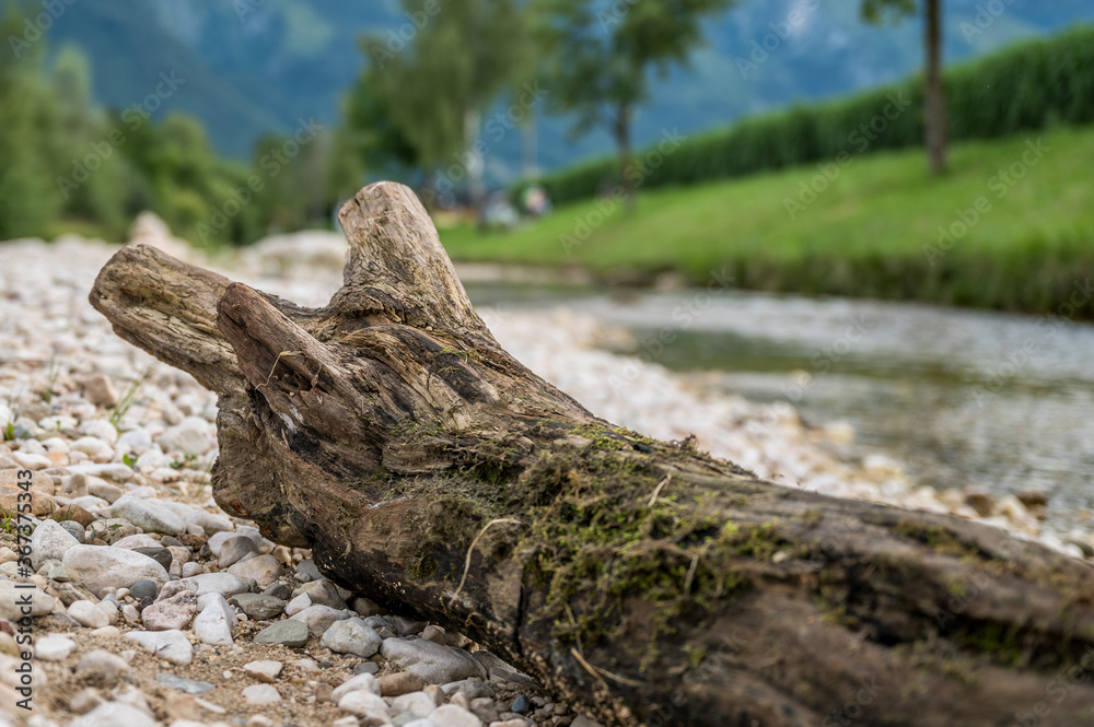fallen tree stump by riverside