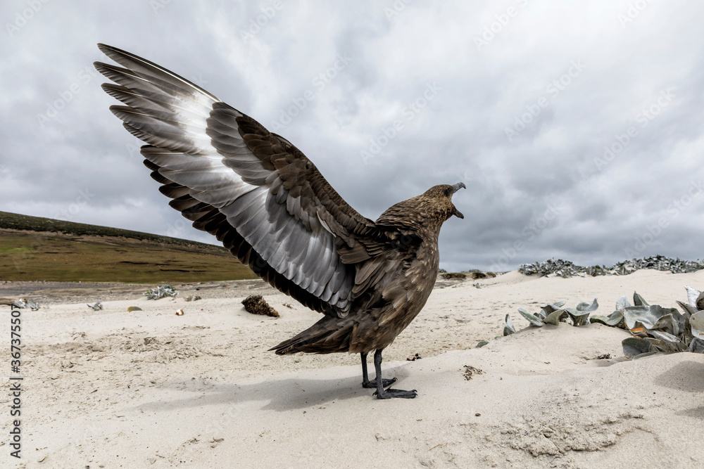 Fototapeta premium Falkland Skua aggressive display near nest site