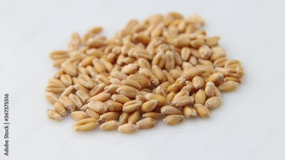 Rotating of wheat grains on white background. Side view, close up. Rotating of wheat grains on white background. Side view, close up.