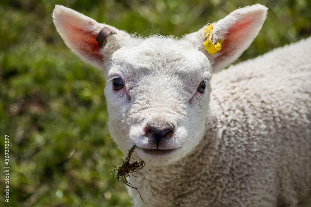 Fototapeta premium Lamb grazing in a field in spring in Sheffield with a twig in it's mouth